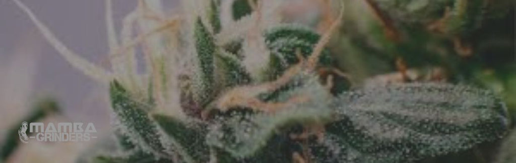 The Importance of Grinder Materials in Preserving Terpenes